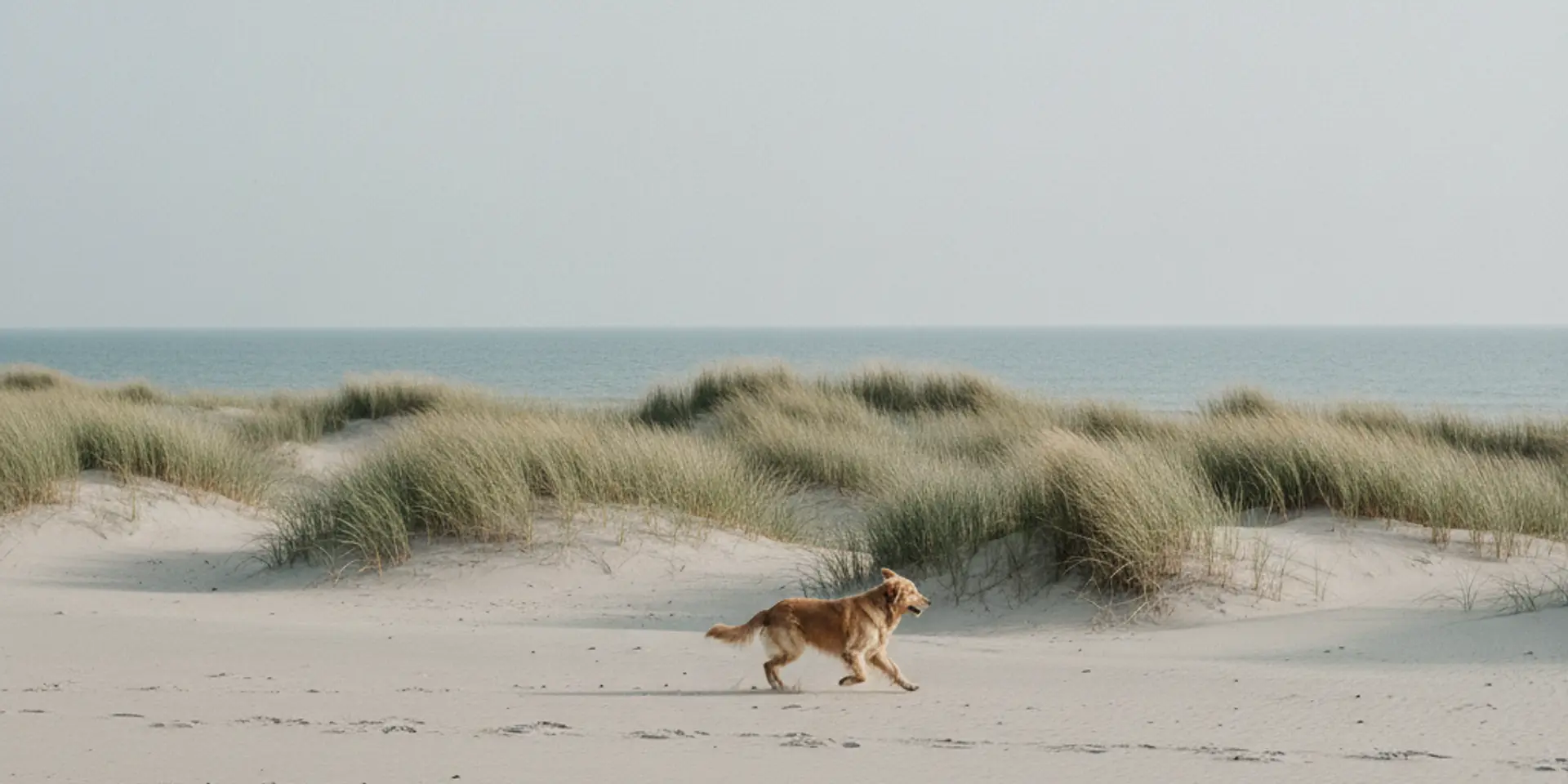 Ein Hund läuft über einen leeren Sandstrand an der Ostsee, dahinter Dünen mit Strandhafer